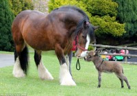 A giant shire horse makes friendship with a t