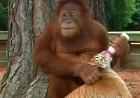 An Orangutan feeds baby tigers at zoo