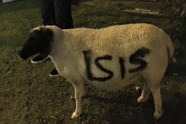 Kidnapped pet sheep spray painted with the na