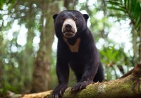 Oldest known Malayan bear in Arizona zoo is p