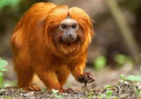 Seventeen endangered monkeys stolen from Fren