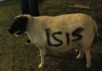 Kidnapped pet sheep spray painted with the na