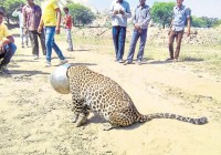 A thirsty leopard gets its head stuck in a po